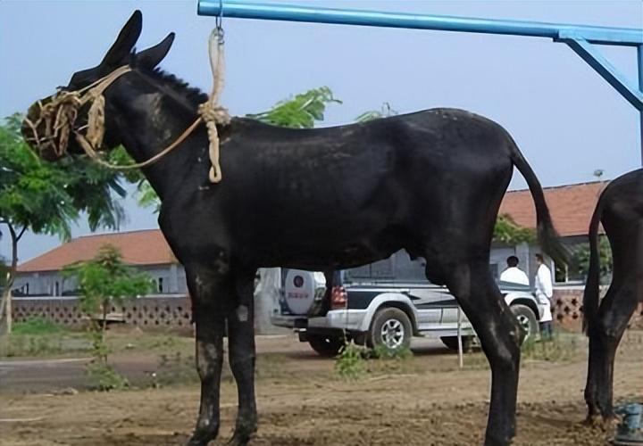 养三十头驴成本利润,养50头驴一年多少利润