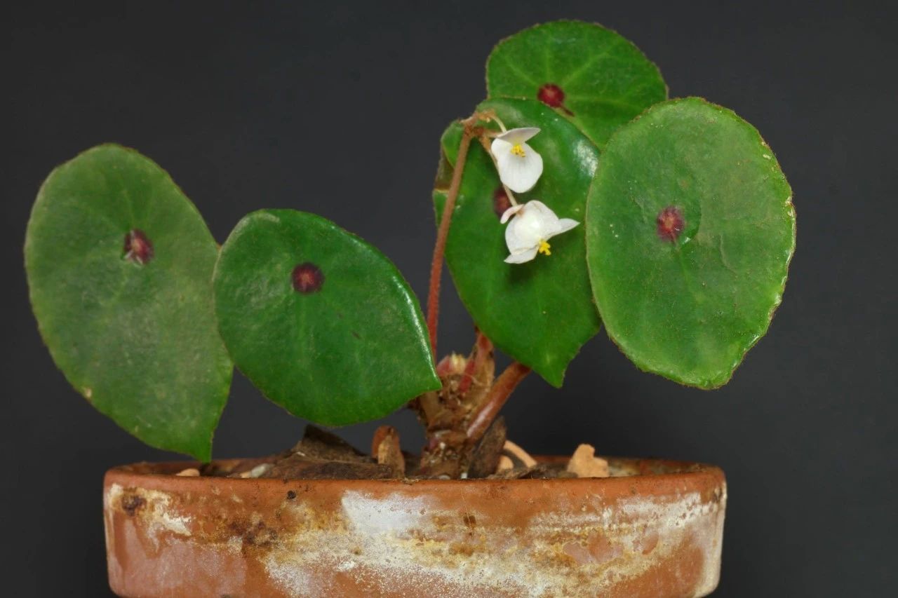 盆栽秋海棠怎么养,盆栽秋海棠多久开一次花