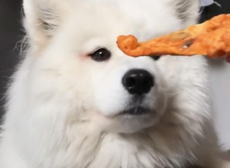 狗狗和你不亲,狗狗见人不亲也不叫