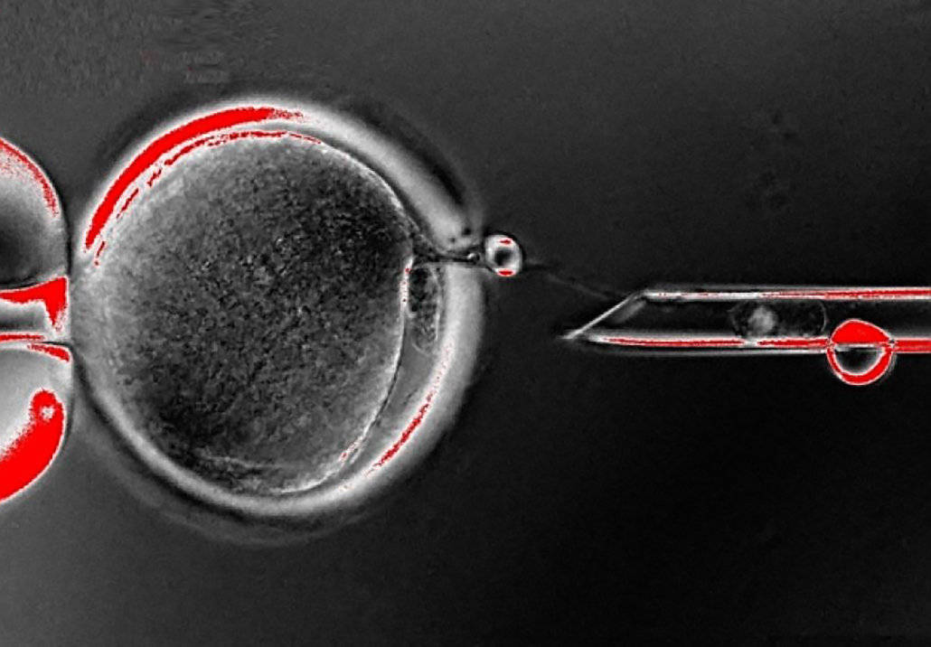 日本人动物胚胎实验长啥样,日本人动物胚胎实验