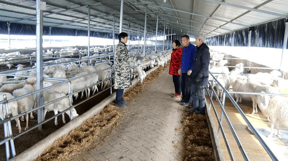 90程序员卖羊粪,90后程序员赚39万