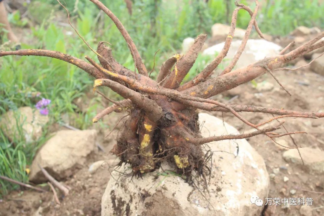 植物幼苗的发展过程详细,植物的幼苗在生长过程中