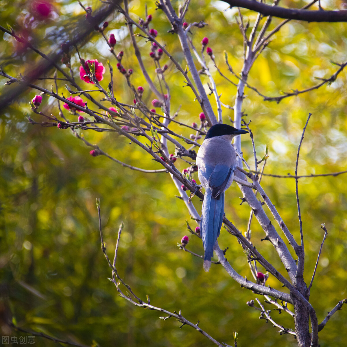 赞抗疫英雄七言律诗,赞抗疫医护诗词