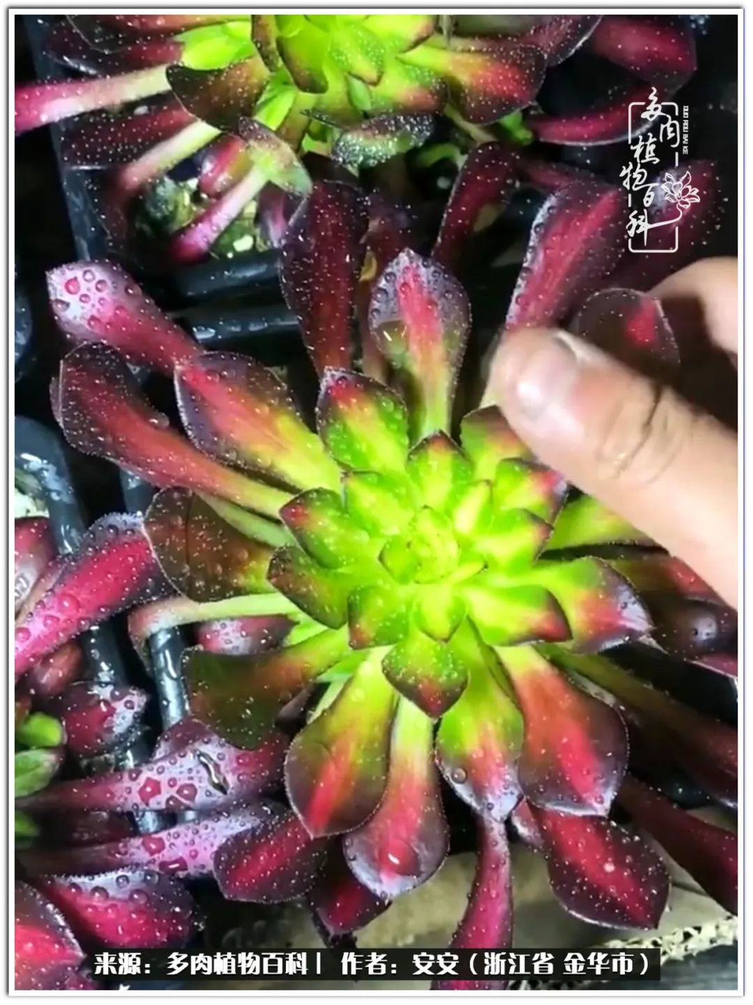 多肉法师花卉品种大全,多肉法师为什么叫法师