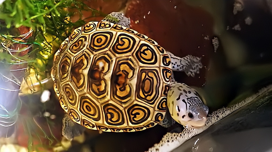 新手不建议养的龟,新手千万别养这几种龟