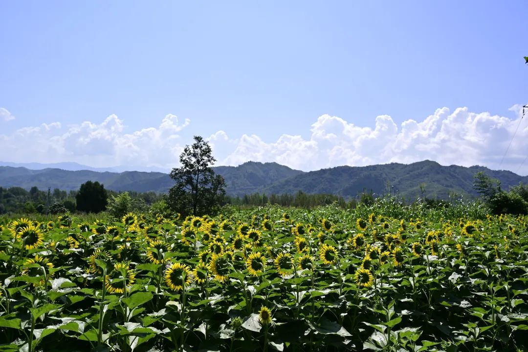 花开有限爱心无限——洛宁雪亮眼镜店举行爱心捐赠活动