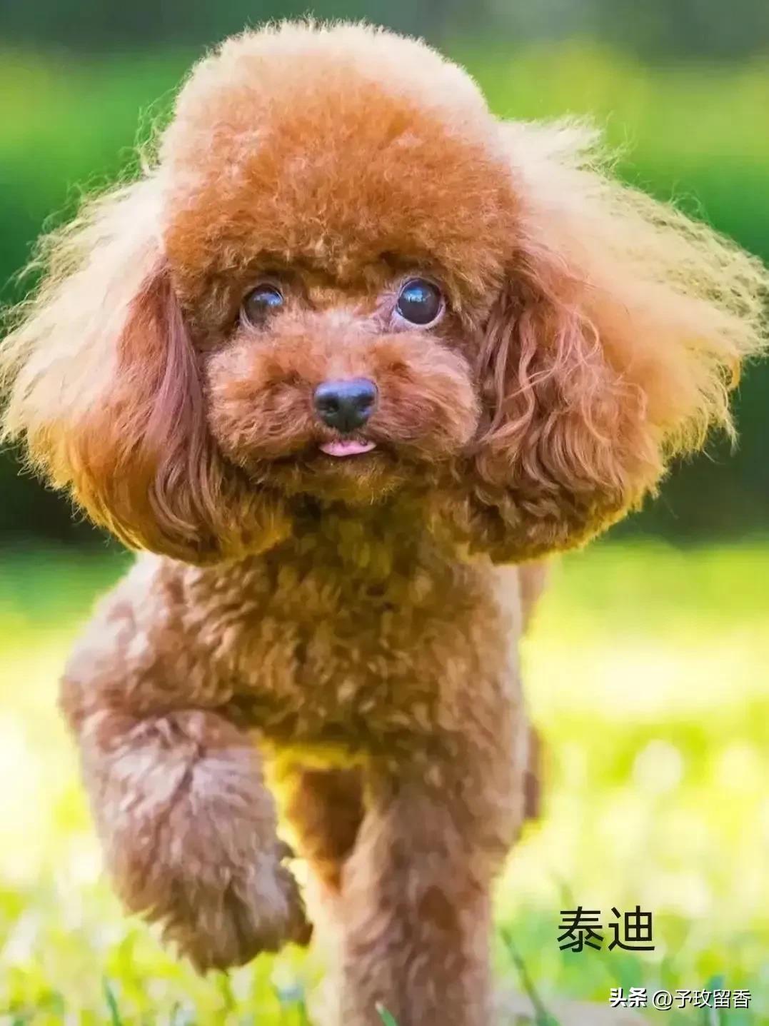 狗的种类常见宠物狗的品种及特点,宠物狗种类及特点