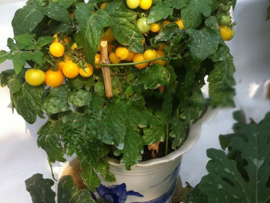 12月家里供暖足，搁阳台养西红柿，埋点肥冬天猛窜个，呼呼结果