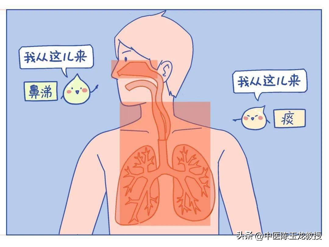 喉咙有痰什么中药泡茶喝有效,喉咙有痰有时咳嗽中药调理