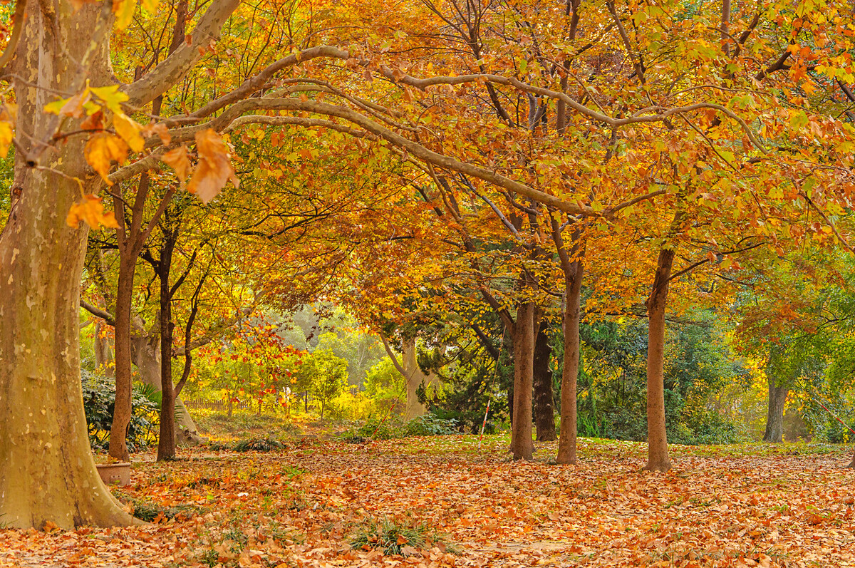 秋日上海好去处,上海秋日风景