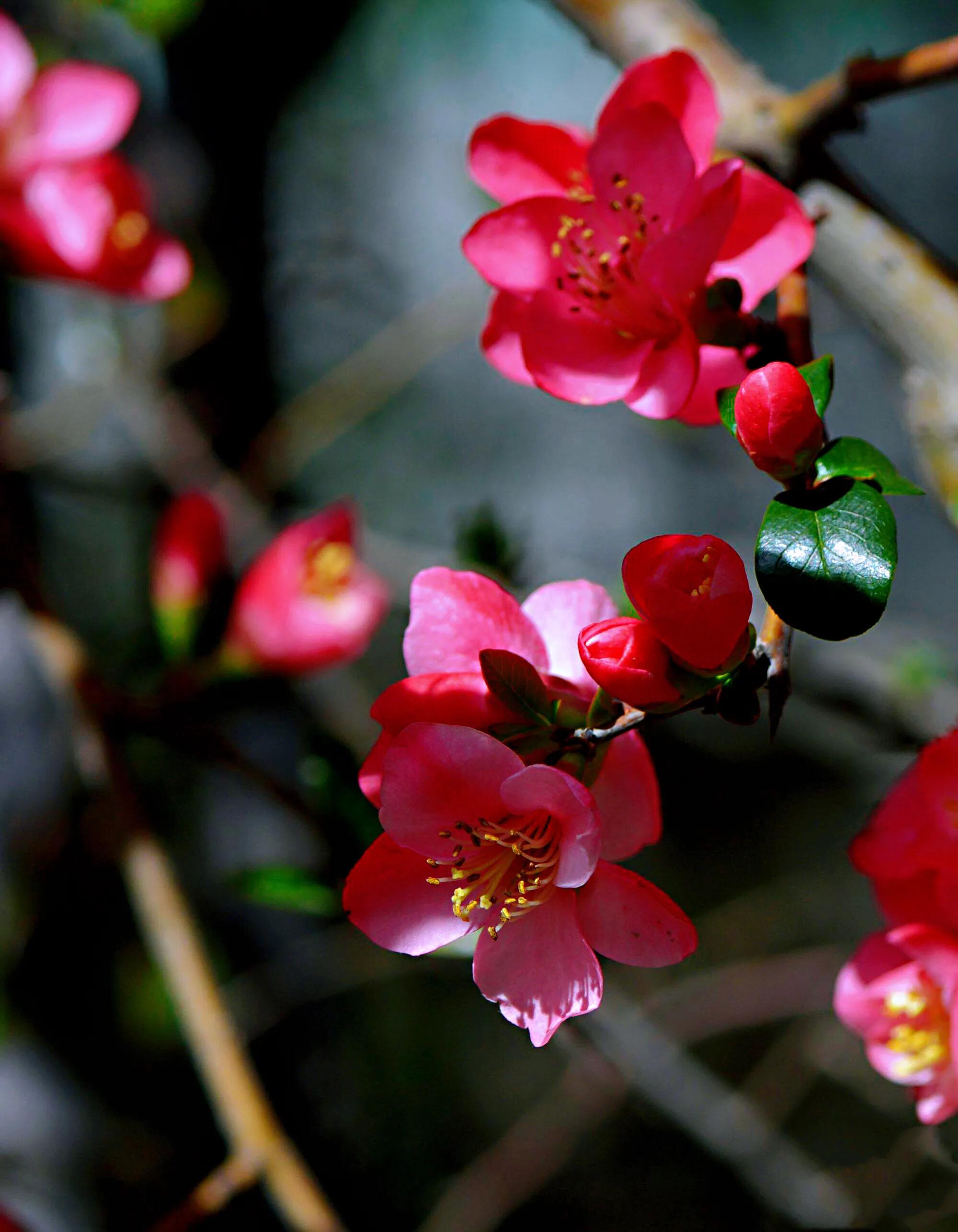 贴梗海棠海棠花品种大全,贴梗海棠的花型