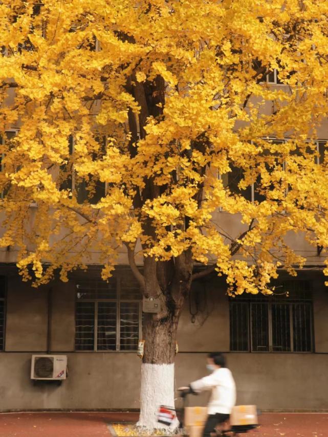 成都高校现在对外开放了吗,成都高校最新消息