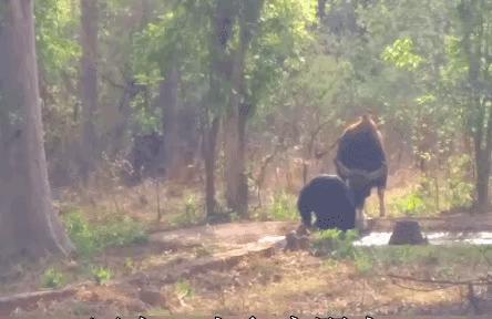 罕见！一头“牛魔王”闯入农户牛圈，体重达1吨，且能打败老虎？