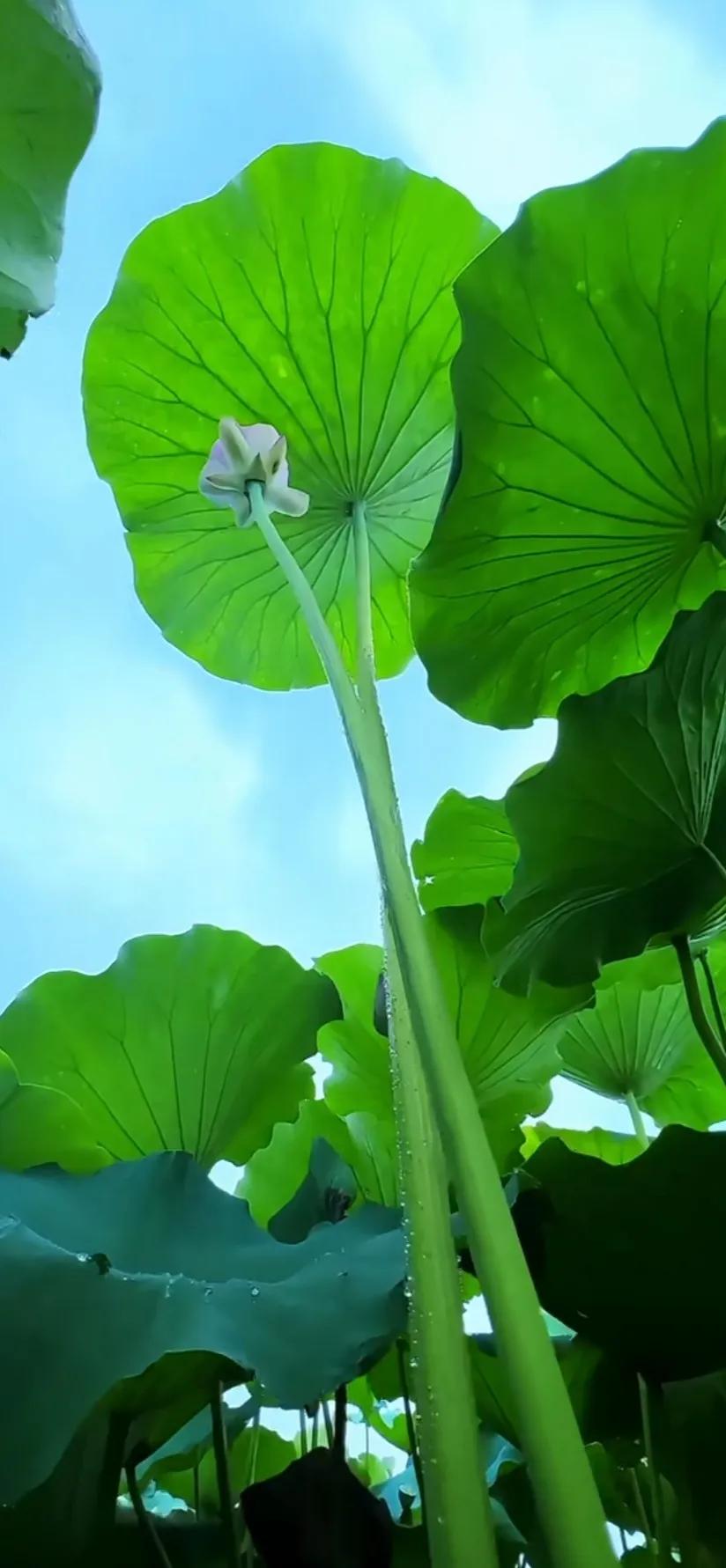 夏日美丽的荷花图片,荷花图片配上字映日荷花别样红