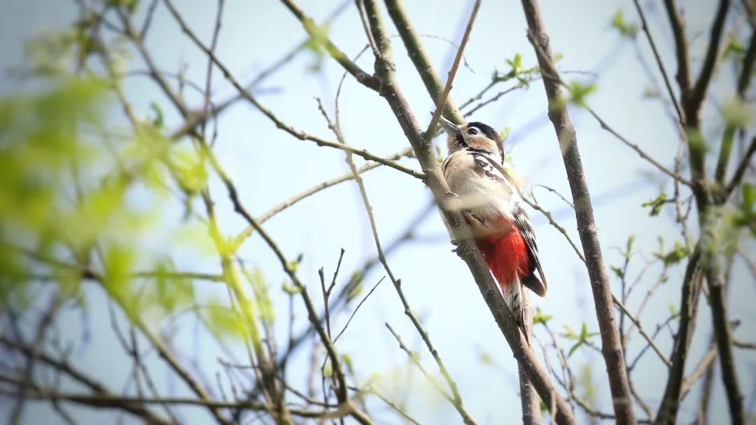 师大寻鸟记，这些小可爱，你都见过吗？