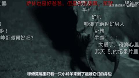 最疼爱小狮子的公狮,公狮爱母狮