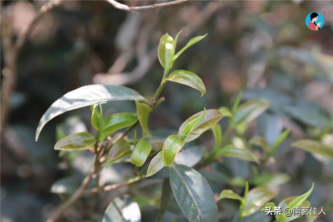 普洱茶一山一味什么意思啊,普洱一山一味是什么味