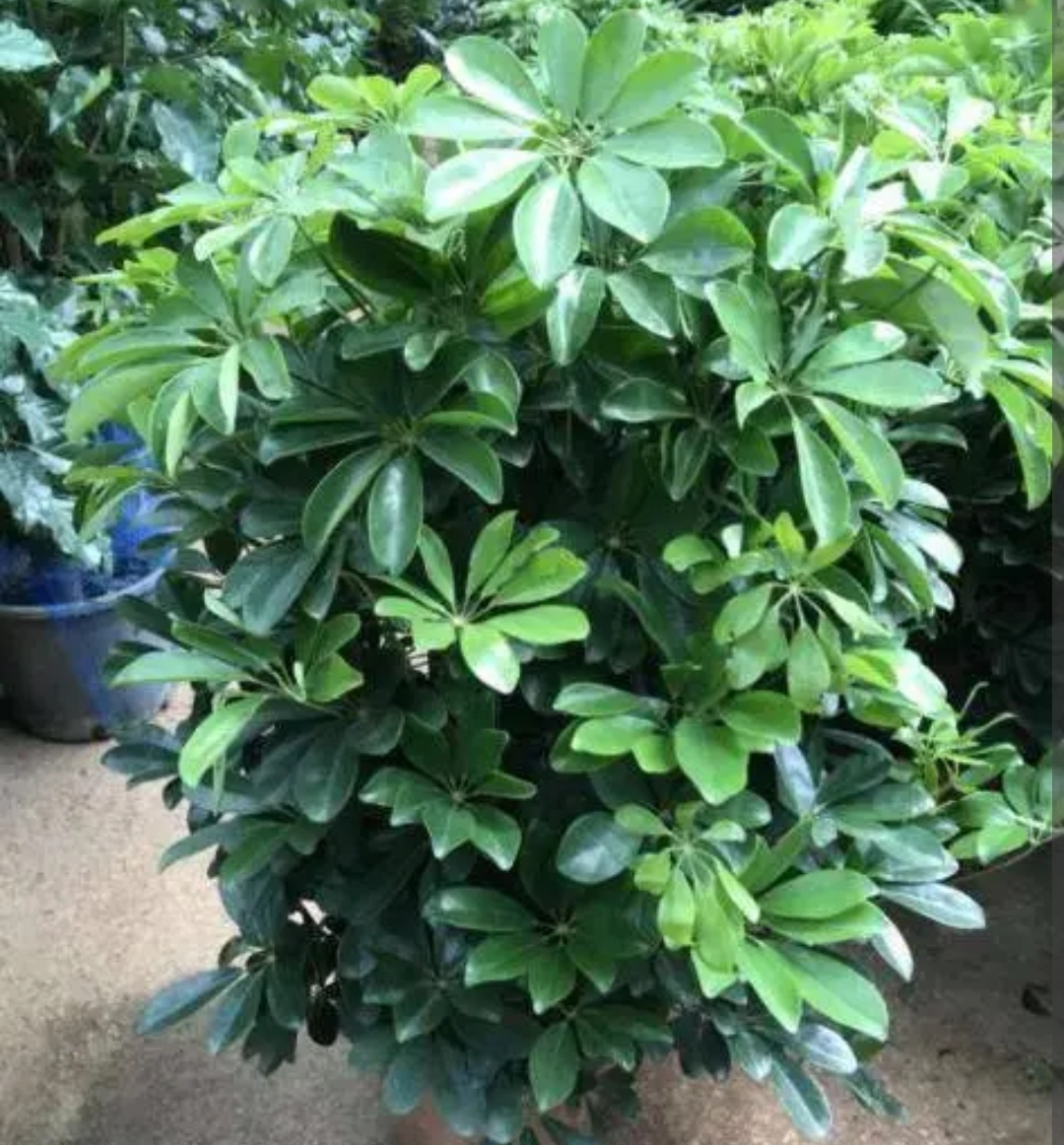 怎么修剪鸭掌木的株型,鸭掌木适合什么命养