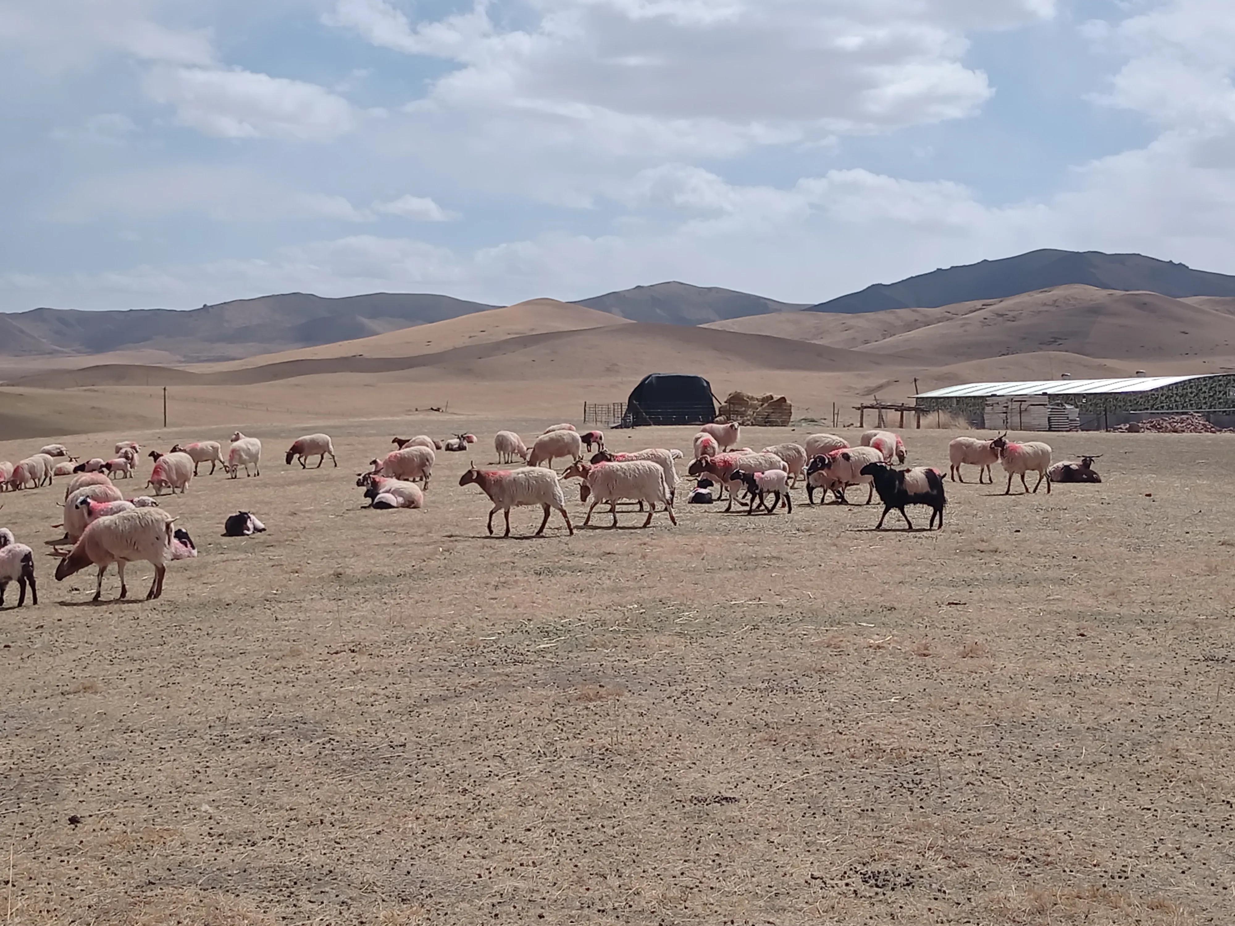 10个养羊技巧养殖3年也摸索不出来,养羊养殖成本及注意事项