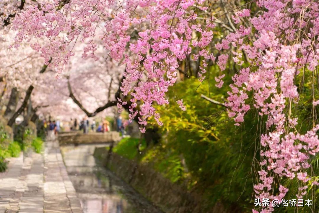 在最浪漫的时节抵达日本会变得幸运呢