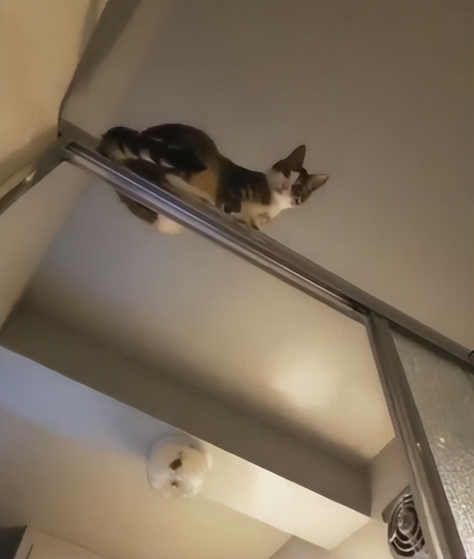 你以为你养的中华田园猫,家里养了中华田园猫