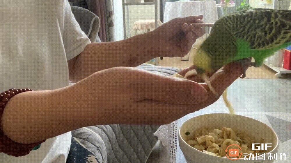 家里的花都被猫弄了怎么办,家里的花被别人摘了怎么办