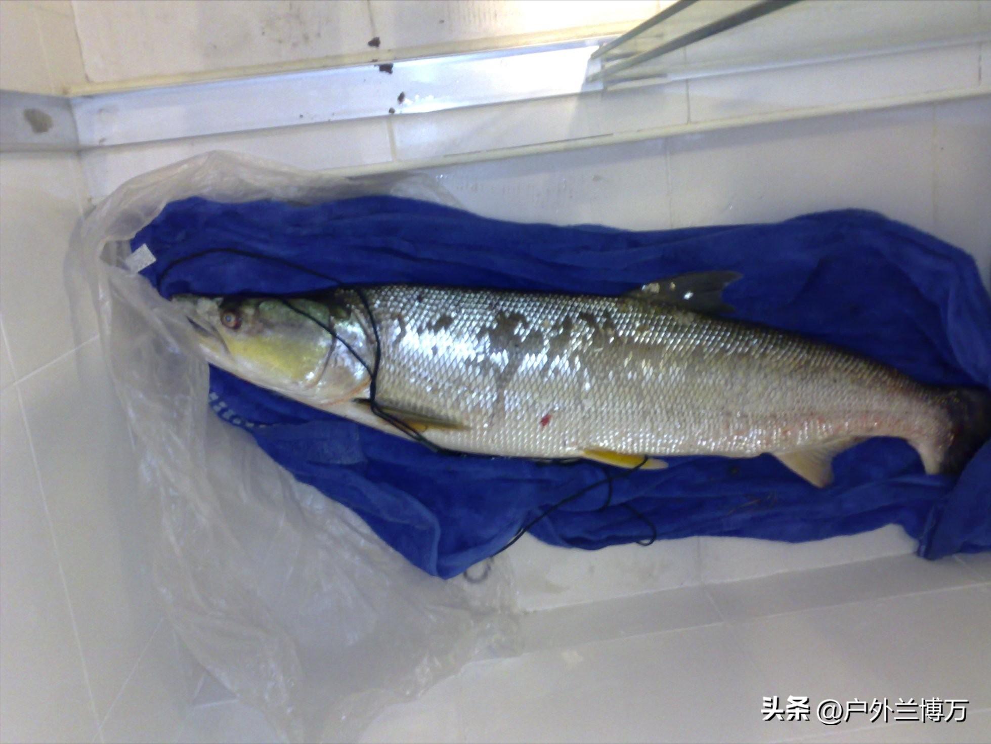 中国四大淡水鱼类大全,国内最贵的十大淡水鱼类