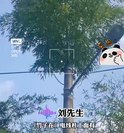 竹子的根穿透力多厉害,竹子的威力有多强大