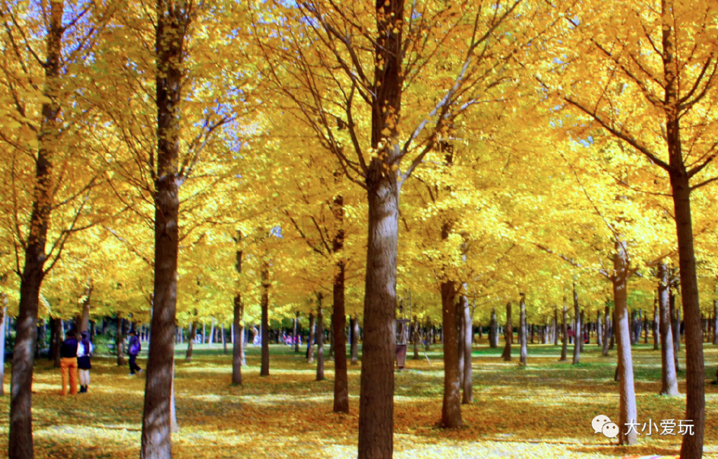 银杏最美的地方,这九个美丽的地方你想去看看吗