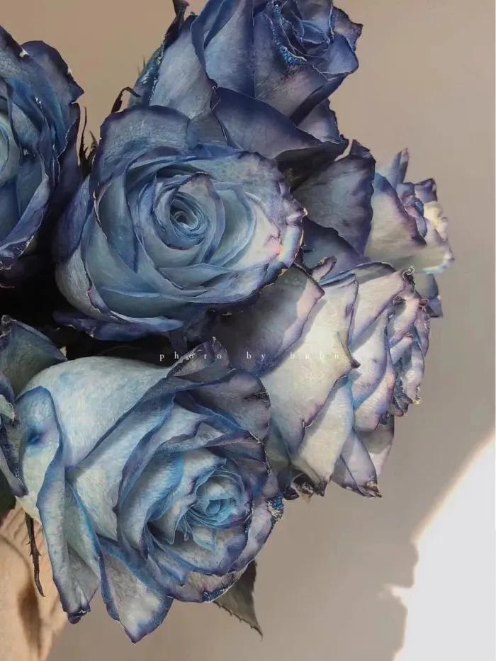 不同颜色的玫瑰花寓意送男生,各种颜色的玫瑰花代表的意思