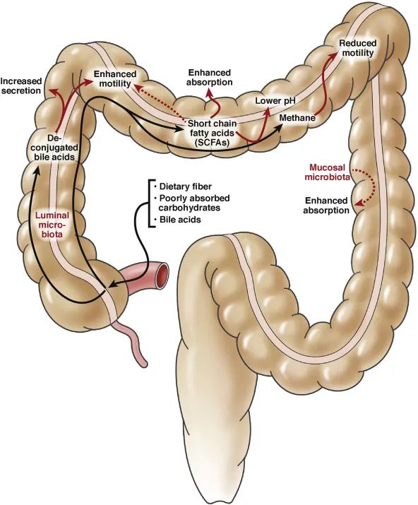 排便困难是肠道的原因,肠道菌群失调引起便秘怎么治