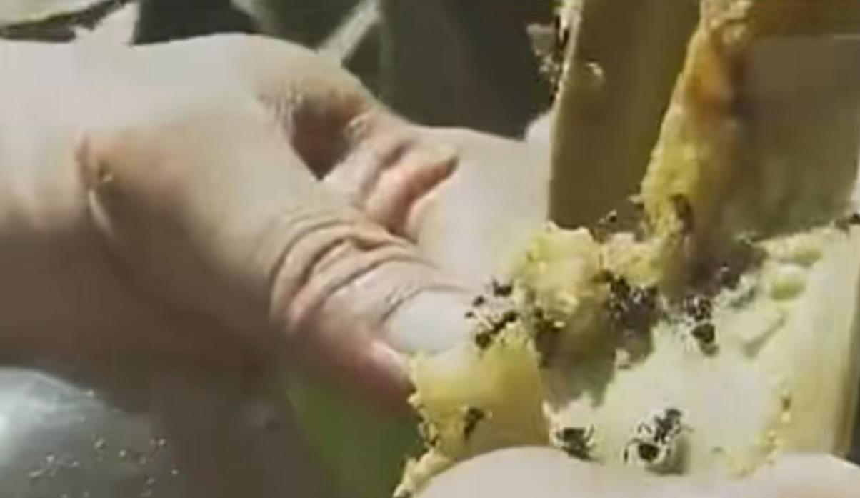 浙江“食蚁村”：人人吃蚂蚁，每天消耗百斤，蚂蚁越吃越多，为啥