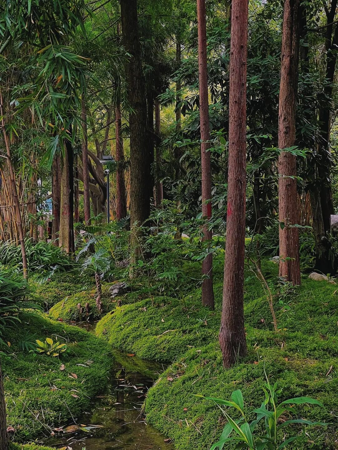 成都上新被施了魔法的“无蚊公园”!逛朋克风夜市、奇异洞穴书店