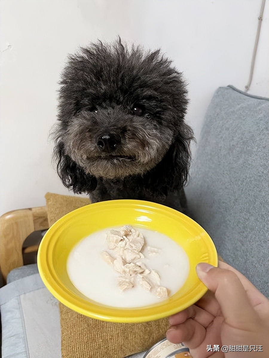 狗零食最好的牌子,6大狗零食种类分析测评