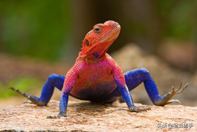真实存在的十大奇怪动物,历史上无法解释的十大超自然动物