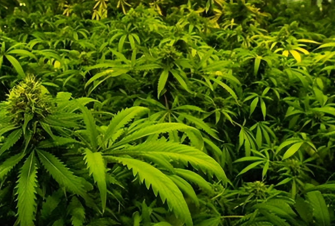 人口*市黑**有多可怕？当奴工、做*奴性**、割器官，数千万人沦为奴隶