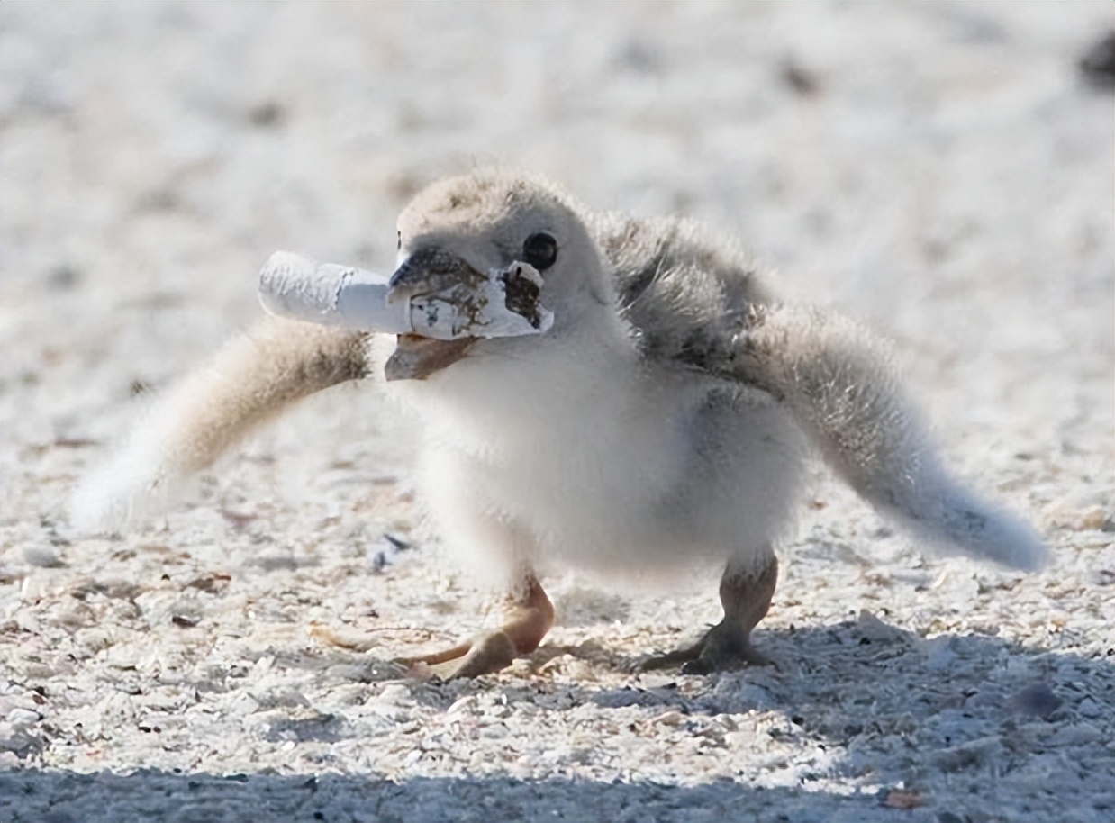 日本收集中国烟头是真的吗,日本收烟头干啥