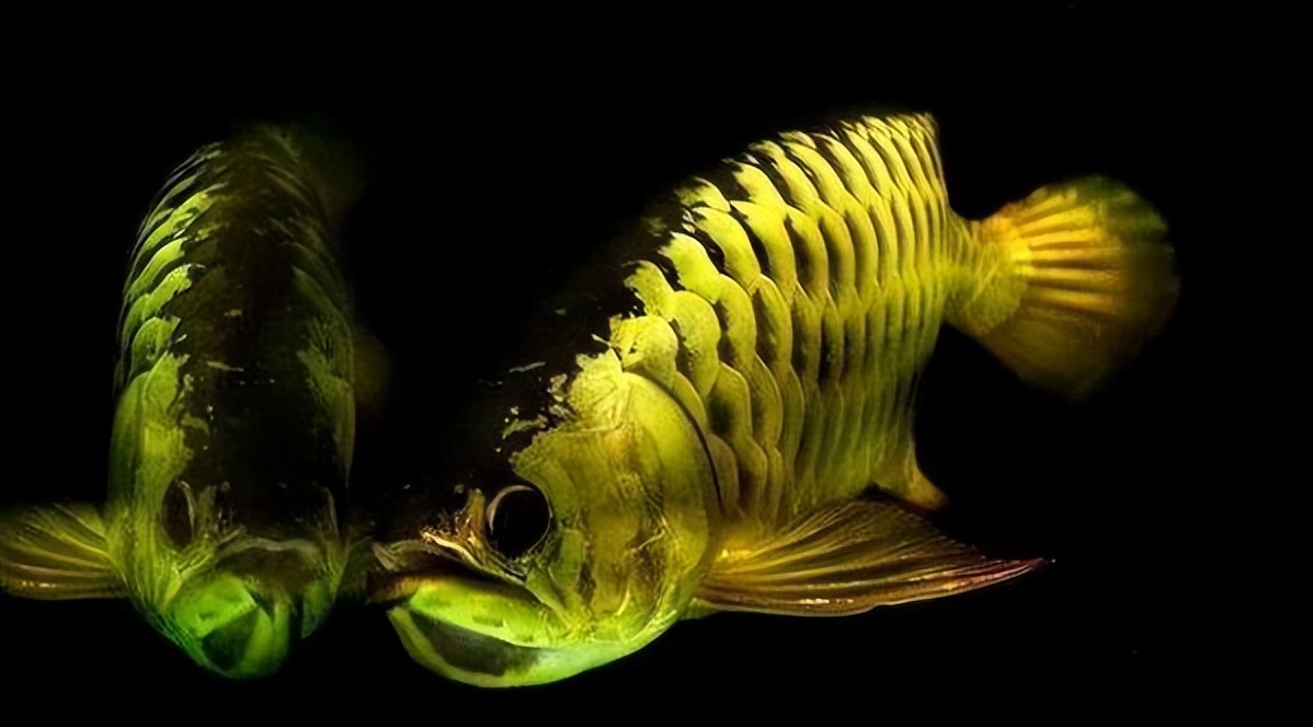 龙鱼的饲养方法和注意事项大全,龙鱼饲养问题