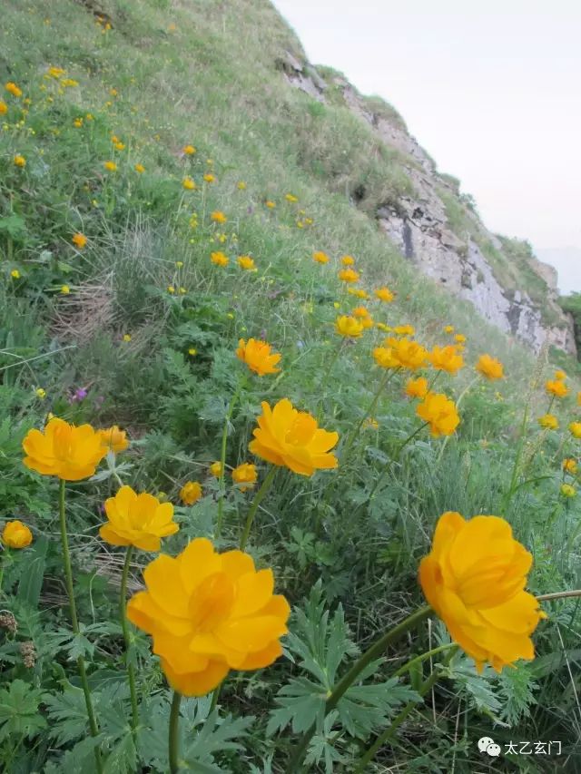 小五台山金莲花坡,小五台金莲花