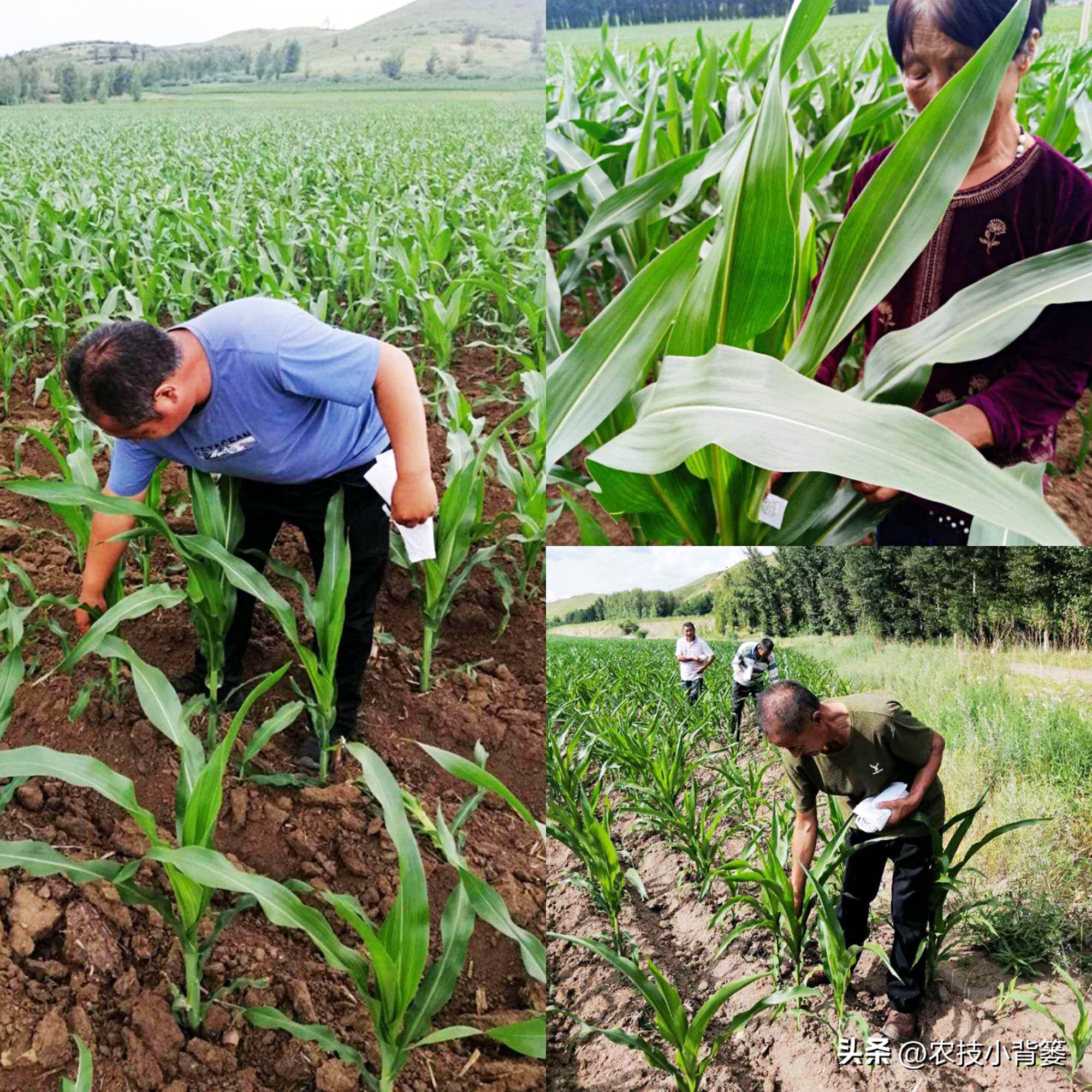 粗缩病玉米叶鞘症状图片,玉米粗缩病什么时间防控最合适