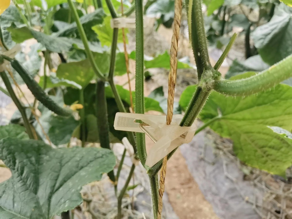 黄瓜种植技术瓜打顶,黄瓜连续结瓜的种植技巧