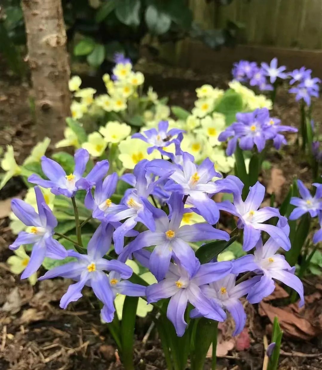 30款经典蓝紫色开花植物!别拉我,就让我坠入这梦幻的漩涡