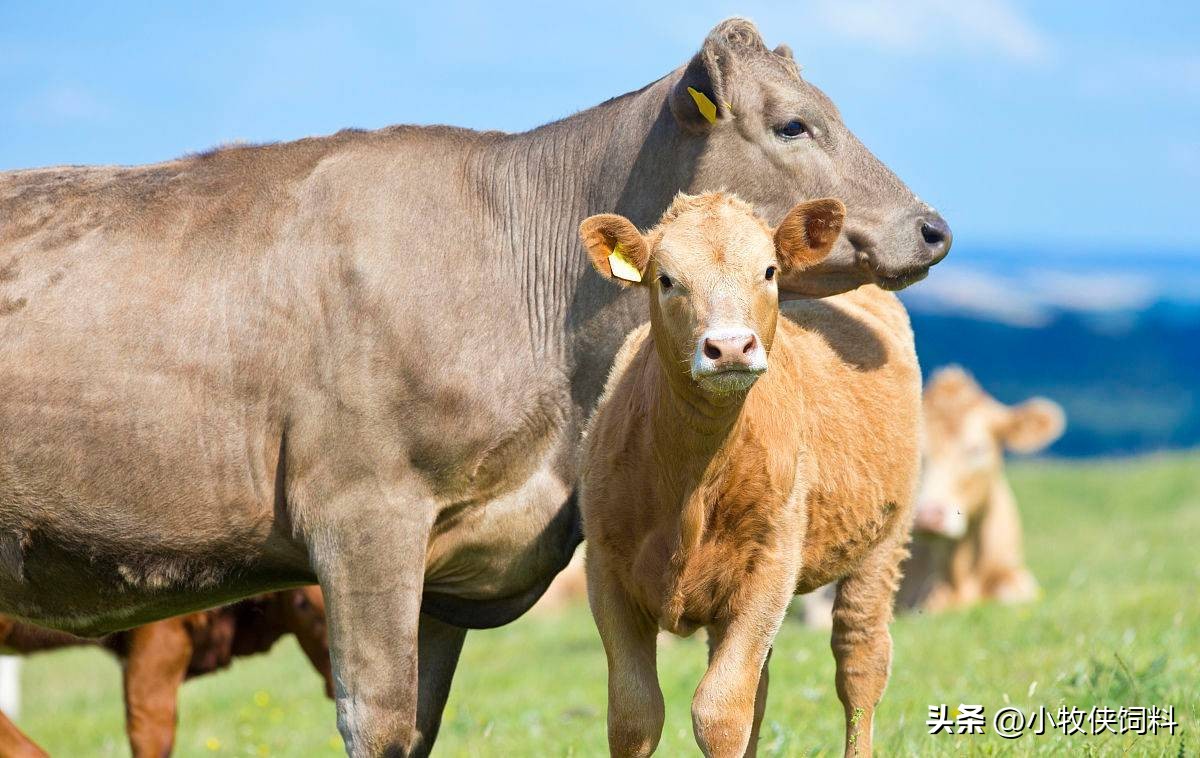 小牛犊拉稀怎么处理,小牛犊拉稀怎么治