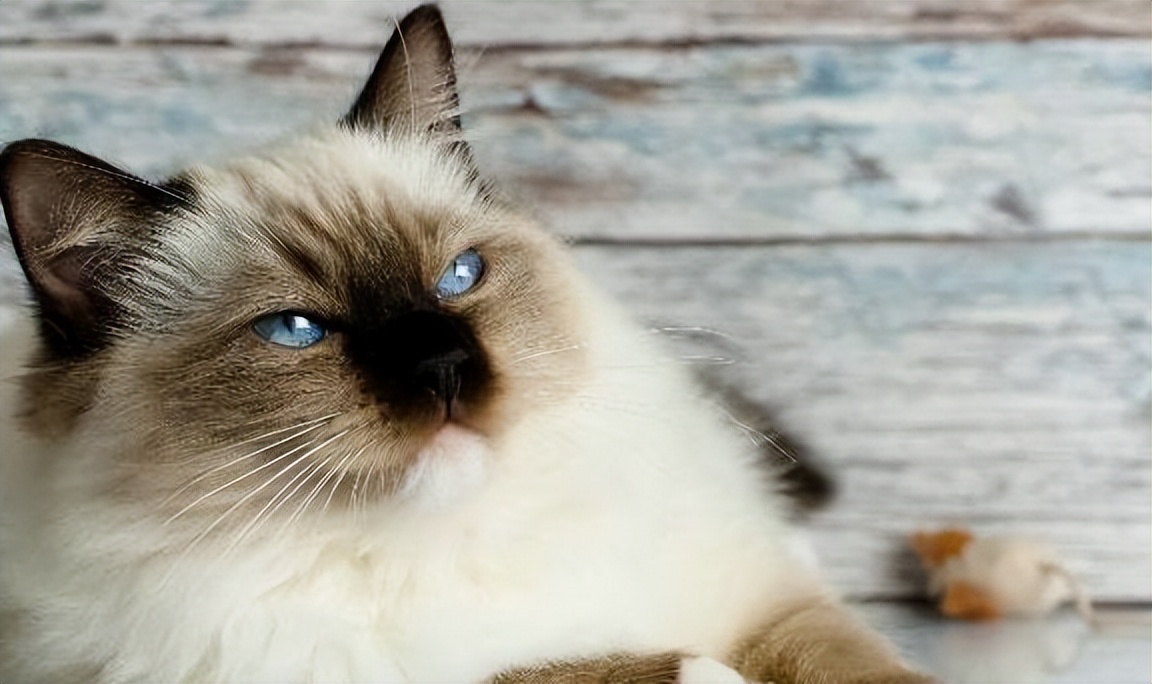 布偶猫的五大优点,布偶猫两个优点和三个缺点