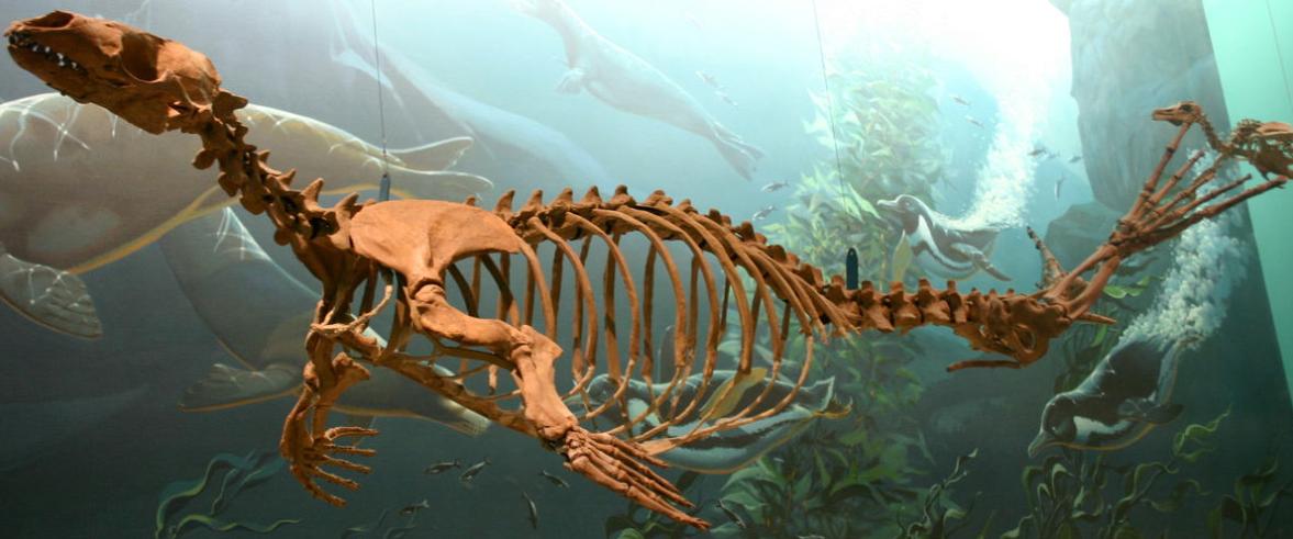 辽宁大连100头斑海豹幼仔遭猎捕,辽宁盘锦斑海豹罕见上岸晒日光浴