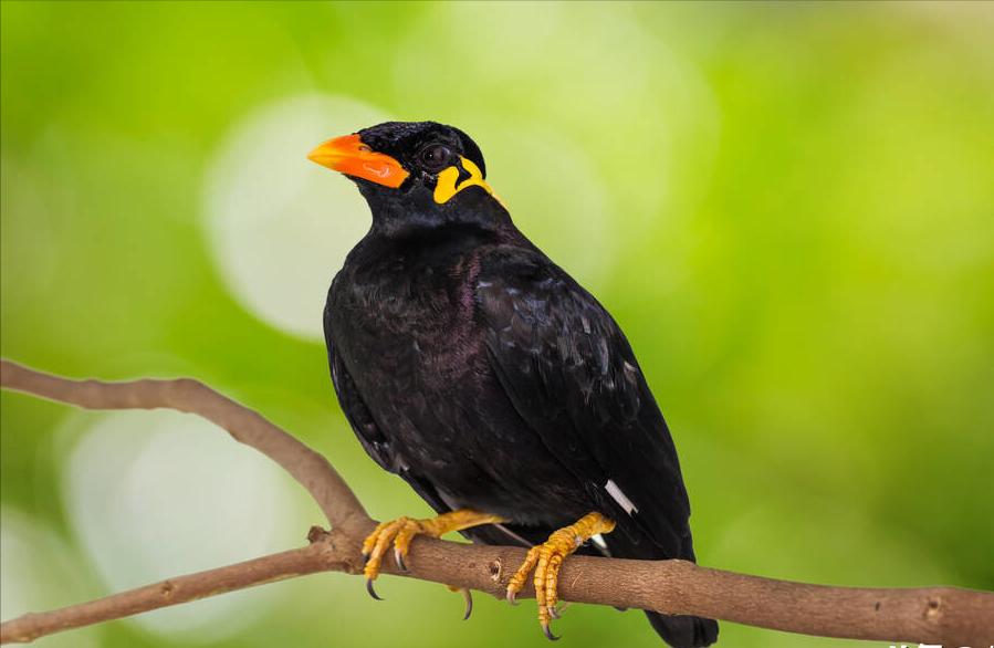 50张最佳鸟类摄影作品,鸟儿大全大图