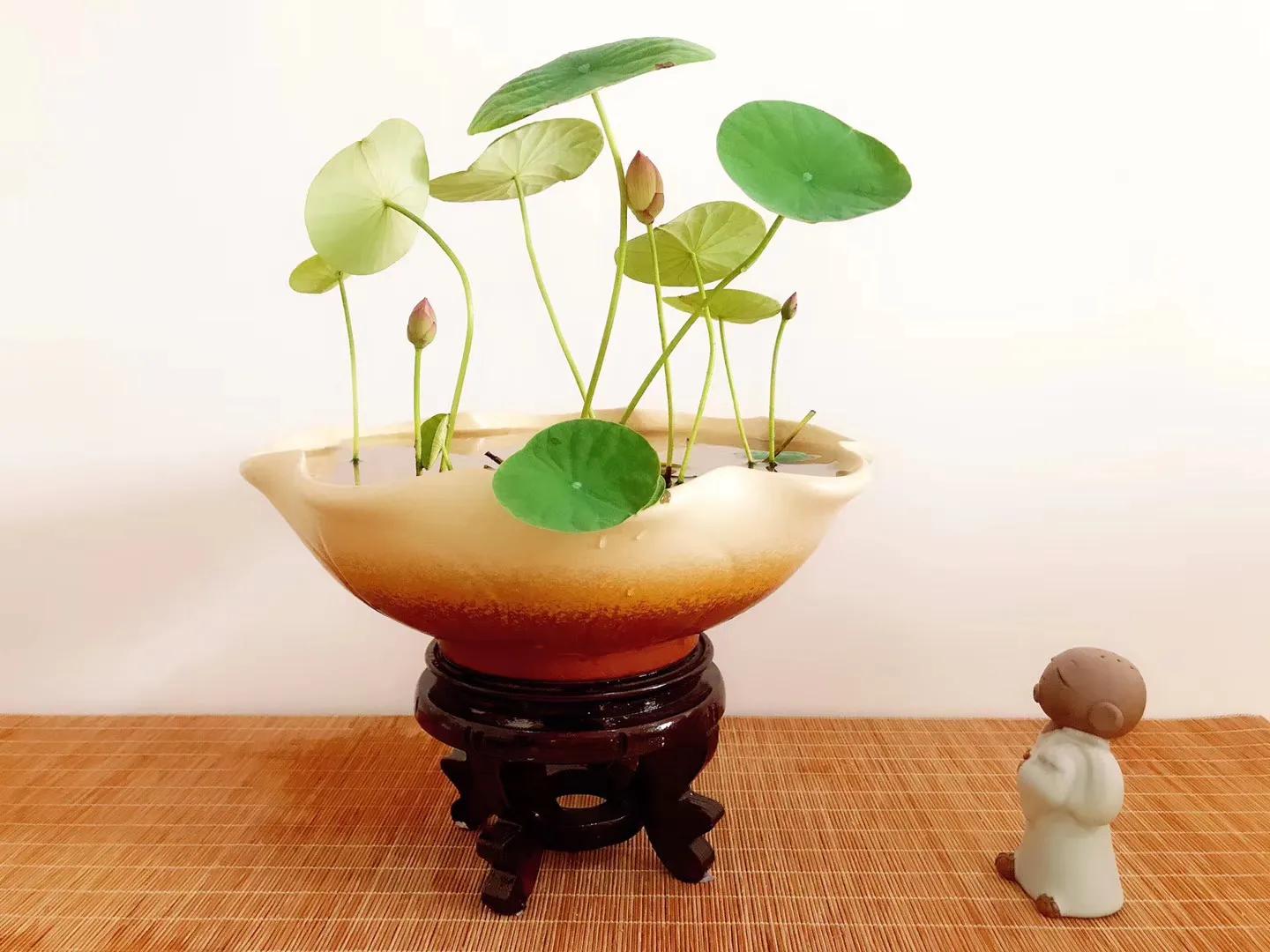 碗中种莲，年复一年花开花落到叶枯