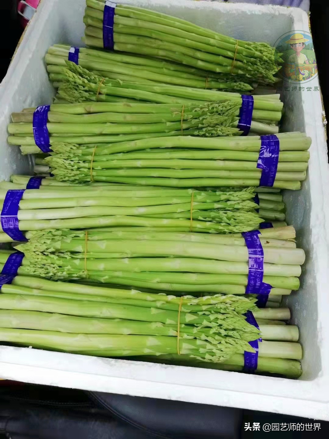 种植100万亩芦笋需育苗多少亩,带根芦笋怎么种植