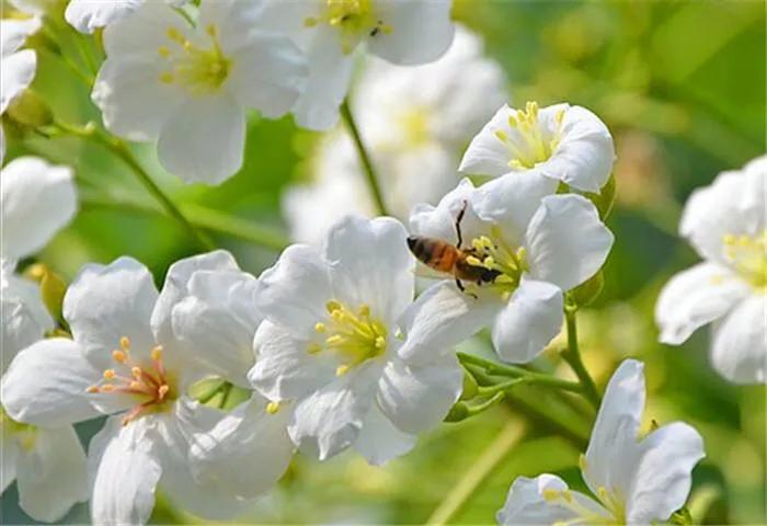 五月是油桐花的季节,油桐花美景图片