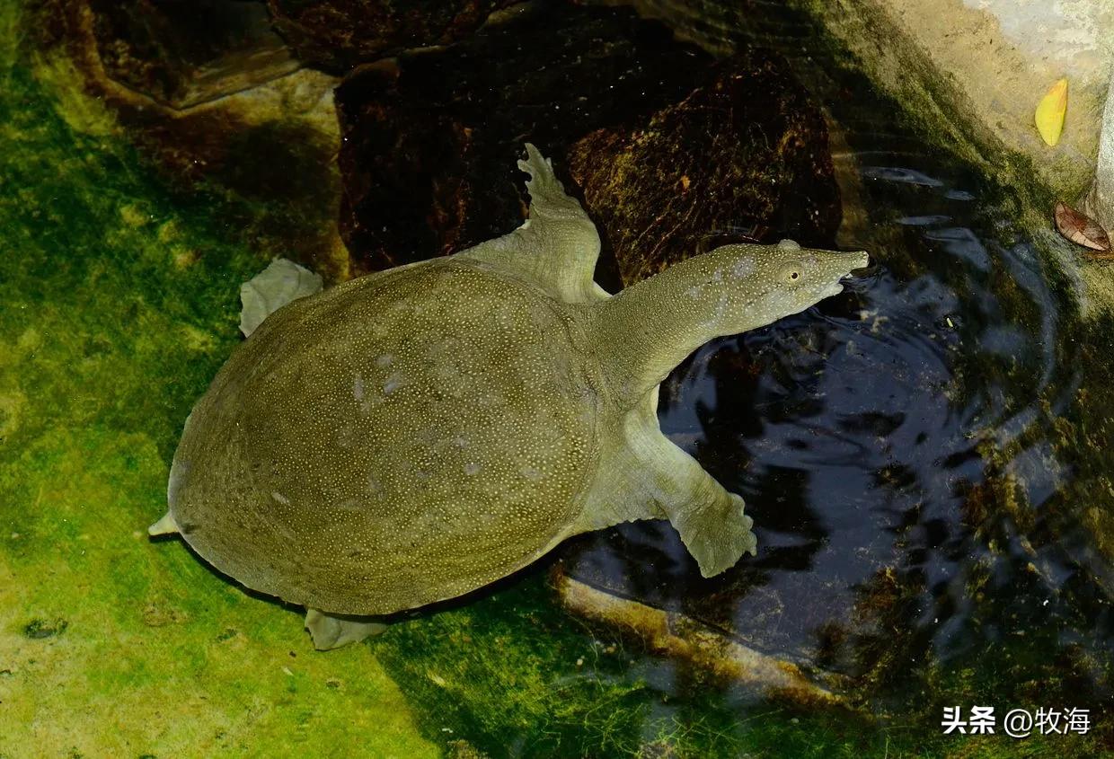 生态养鳖一亩地放多少只,养一亩中华鳖效益有多高